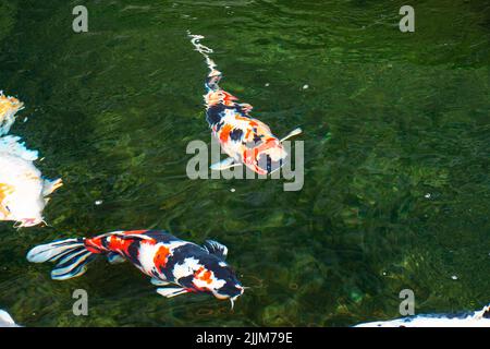 Variétés colorées japon carpe fantaisie ou Koi poisson japonais plus spécifiquement nishikigoi nager dans l'eau douce à l'étang et la piscine dans le parc de jardin à C Banque D'Images