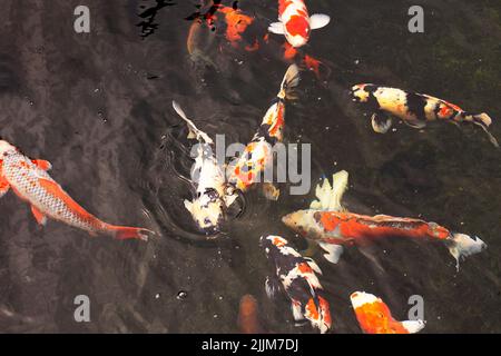 Variétés colorées japon carpe fantaisie ou Koi poisson japonais plus spécifiquement nishikigoi nager dans l'eau douce à l'étang et la piscine dans le parc de jardin à C Banque D'Images