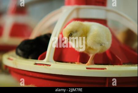 Nouveau-né bébé poulet dormant sur plateau d'alimentation dans une ferme de volaille industrielle Banque D'Images