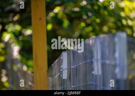 Un oiseau nightingale assis sur une clôture chantant avec un arrière-plan hors foyer des arbres Banque D'Images