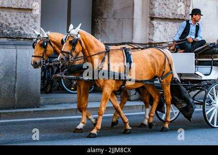 Une calèche avec deux chevaux marchant à Vienne Banque D'Images