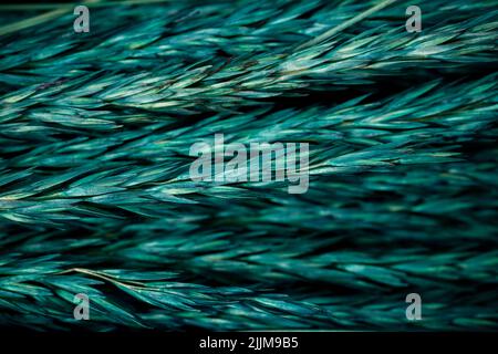Macro Photographie de couleur verte motif paille sèche. Arrière-plan de texture à rayures horizontales abstraites. . Photo de haute qualité Banque D'Images