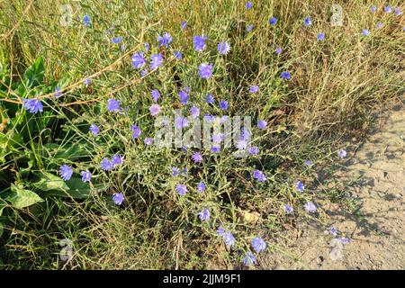 Fleurs de maïs de couleur violette (Centaurea cyanus) le long du côté de la route Banque D'Images