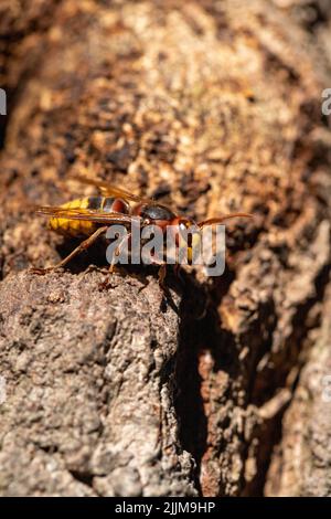 Hornet. Le nid du hornet. Nid d'abeille dans l'écorce de l'arbre. Gros plan Banque D'Images