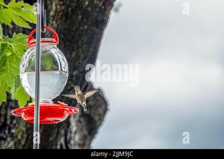 Colibri femelle à gorge rubis planant à côté de l'alimenteur avec un liquide de couleur claire, espace de copie Banque D'Images