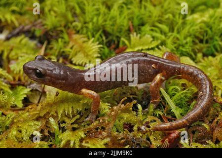 Gros plan sur une salamandre Ensatina eschscholtzii adulte assise sur de la mousse verte Banque D'Images