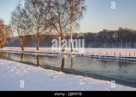 Une rivière pittoresque avec quelques cygnes nageurs par une froide journée d'hiver Banque D'Images