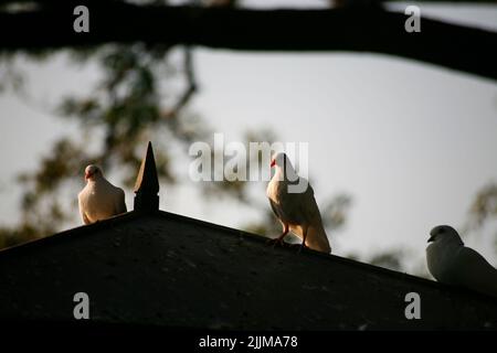 Pigeons dans un toit de cabane à oiseaux en bois Banque D'Images