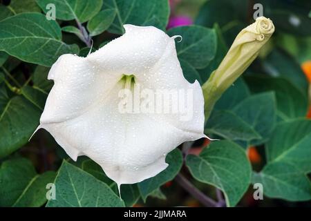 Datura fleurs ordinaire gros plan très délicat et beau Banque D'Images