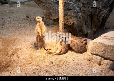 Un petit gang de meerkats sur le sol sablonneux Banque D'Images