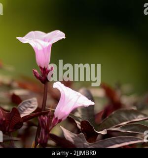 La vigne de pomme de terre douce violette (Ipomoea batatas) fleurit sur un fond vert. Banque D'Images