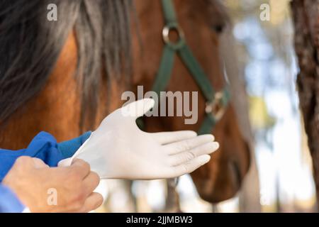 Un gros plan d'un vétérinaire mettant des gants pour vacciner et traiter le cheval Banque D'Images