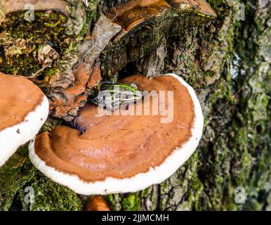 Gros plan d'une petite grenouille verte sur un champignon d'arbre Banque D'Images