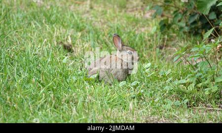 Lapin européen (Oryctolagus cuniculus) ou coney assis dans l'herbe Banque D'Images