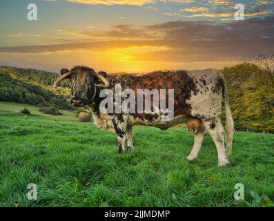 Un bétail de longhorn anglais qui broutage dans les montagnes au coucher du soleil Banque D'Images