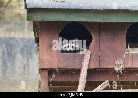 Un raton laveur assis dans une cage en bois Banque D'Images