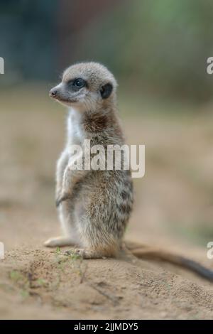 Gros plan vertical d'un petit meerkat sur un rocher Banque D'Images