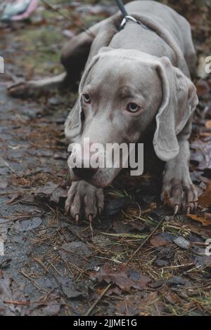 Gros plan d'un chien Weimaraner allongé sur le sol Banque D'Images