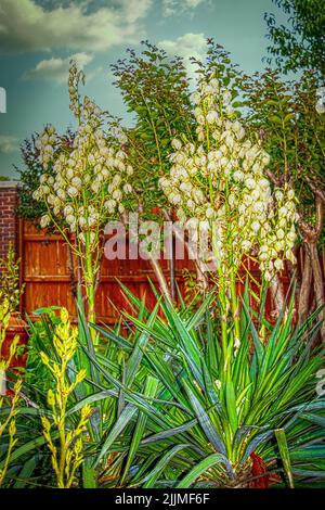 Arbustes de yucca en fleur avec de grandes pointes fleuries devant une clôture en bois et arbres fruitiers Banque D'Images