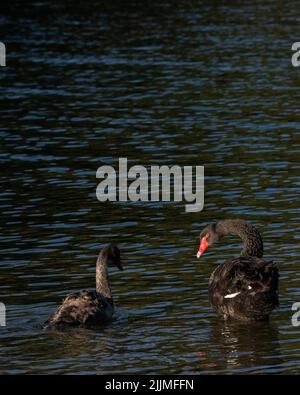 Cygne noir juvénile et adulte, Cygnus atratus, Nouvelle-Zélande Banque D'Images