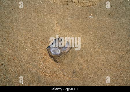 Gros plan d'un méduse sur le sable Banque D'Images