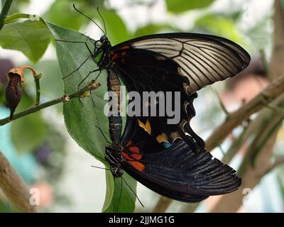 Un couple de papillons qui se forment dans une branche d'arbre Banque D'Images