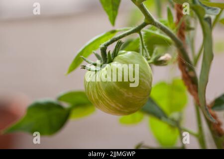 Variété Heirloom fraîche croissante « Vintage Wine » un steak de tomate rayé qui pousse sur la vigne au soleil d'été. Banque D'Images