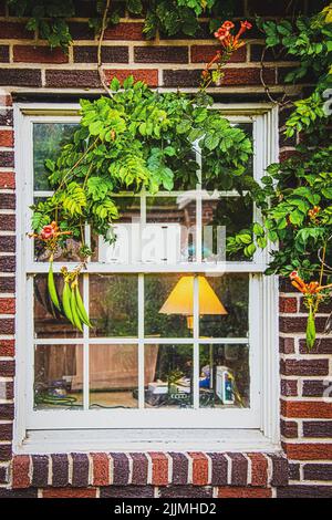 Trompette orange brillant à fleurs Vine surplombe une fenêtre en bois peint vieilli dans une maison en briques rouges avec bureau et bureau avec ordinateur portable et el Banque D'Images