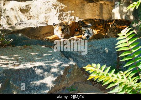 Trois petits tigres couchés au repos. Fourrure rayée des prédateurs élégants. Grand chat d'Asie. Photo d'animal de mammifère Banque D'Images