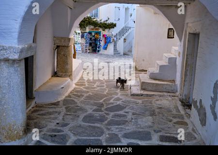 Grèce, Cyclades, île de Paros, Parikia (Hora), chat dans les ruelles Banque D'Images