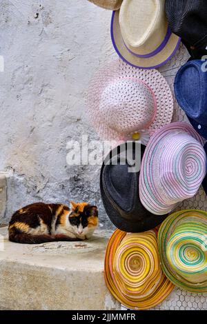 Grèce, Cyclades, île de Paros, Parikia (Hora), chat dans les ruelles Banque D'Images