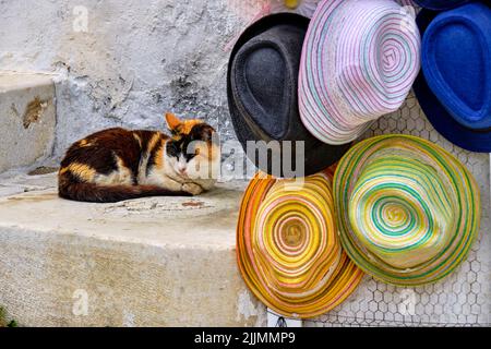 Grèce, Cyclades, île de Paros, Parikia (Hora), chat dans les ruelles Banque D'Images