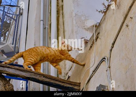 Grèce, Cyclades, île de Paros, Parikia (Hora), chat dans les ruelles Banque D'Images