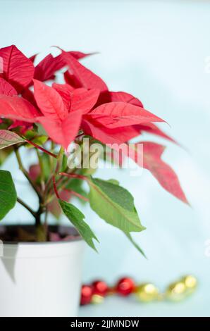 Un foyer peu profond de fleur rouge Regal pelargonium avec des feuilles vertes sur un pot blanc avec fond blanc Banque D'Images