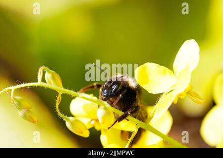 Gros plan d'une abeille assise sur une fleur jaune Banque D'Images