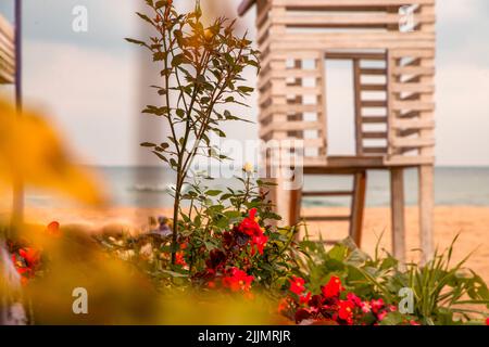 Certaines fleurs de Begonia poussent sur une plage en arrière-plan d'une tour en bois. Banque D'Images