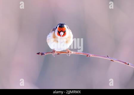Photo d'un égorftier européen installé sur un petit arbre, un jour ensoleillé avec un arrière-plan flou Banque D'Images