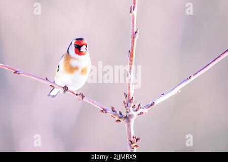 Photo d'un égocrade européen, en petit foyer, sur une petite branche, par temps ensoleillé, avec un arrière-plan flou Banque D'Images