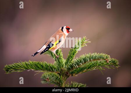 Une photo peu profonde d'un égorftier européen se dresse sur un arbre à feuilles persistantes par une journée ensoleillée avec un arrière-plan flou Banque D'Images