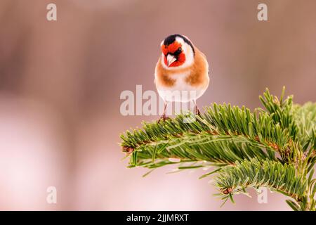 Une photo peu profonde d'un égorftier européen se dresse sur un arbre à feuilles persistantes par une journée ensoleillée avec un arrière-plan flou Banque D'Images
