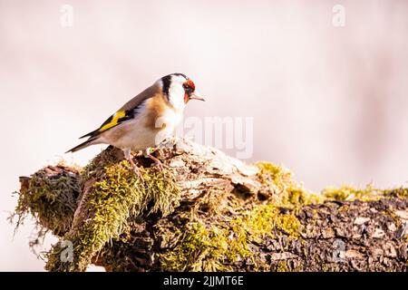 Un cliché de mise au point peu profonde d'un européen Goldfinch se trouve sur une ancienne branche pourrie, en plein soleil avec un arrière-plan flou Banque D'Images