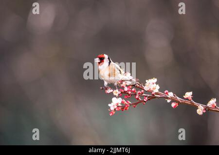 Un oiseau égoleux européen debout sur une branche d'arbre à fleurs isolée sur un fond flou Banque D'Images