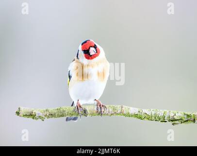 Photo d'un égorftier européen assis sur une branche d'arbre, un jour ensoleillé avec un arrière-plan flou Banque D'Images