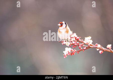 Un oiseau égoleux européen debout sur une branche d'arbre à fleurs isolée sur un fond flou Banque D'Images