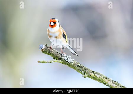 Photo d'un égairefin perché sur une ancienne branche d'arbre sec dans le jardin par une journée ensoleillée avec un arrière-plan flou Banque D'Images