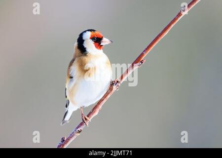 Photo d'un égorftier européen installé sur un petit arbre, un jour ensoleillé avec un arrière-plan flou Banque D'Images