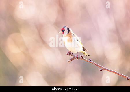 Photo d'un égocrade européen, en petit foyer, sur une petite branche, par temps ensoleillé, avec un arrière-plan flou Banque D'Images