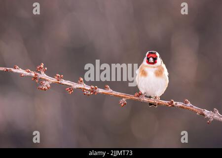 Un oiseau égoleux européen debout sur une branche d'arbre isolée sur un fond flou Banque D'Images