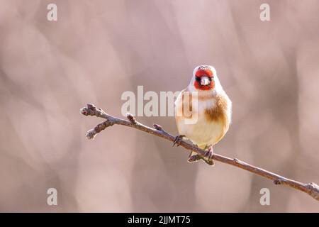 Photo d'un égocrade européen, en petit foyer, sur une petite branche, par temps ensoleillé, avec un arrière-plan flou Banque D'Images