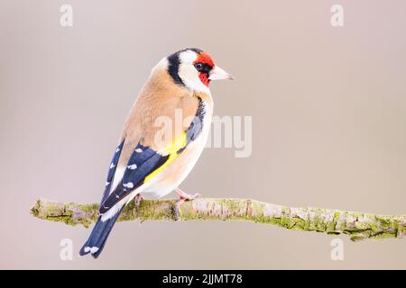 Un petit foyer peu profond d'un joli petit oiseau de couleur rouge européen assis sur une branche regardant autour Banque D'Images